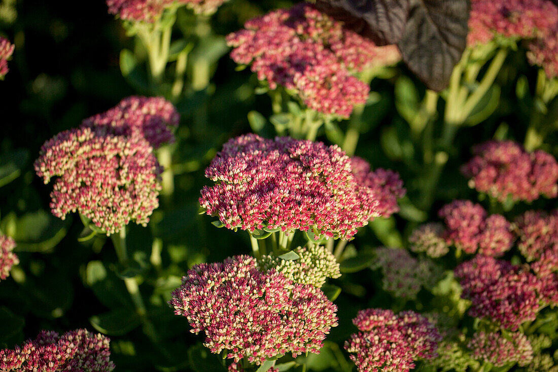 Sedum telephium