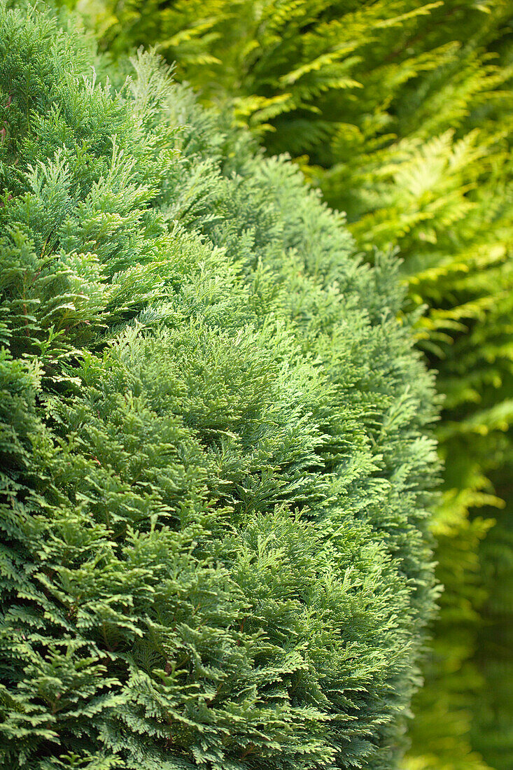 Chamaecyparis lawsoniana 'Minima Glauca'