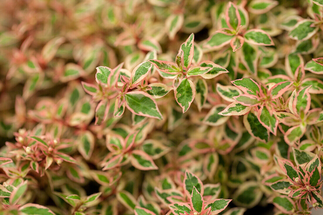 Abelia grandiflora 'Lady Karneval'®