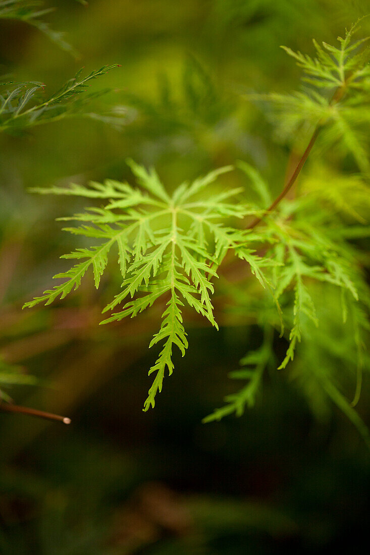 Acer palmatum 'Emerald Lace'