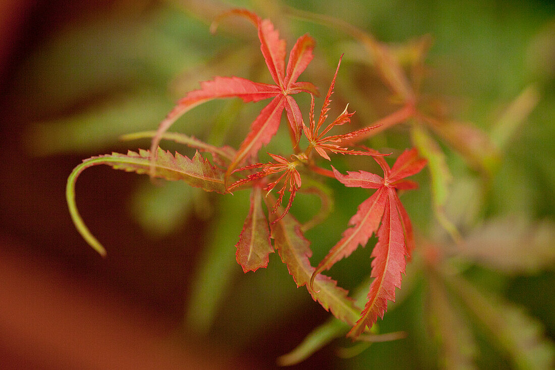 Acer palmatum 'Jerre Schwartz'