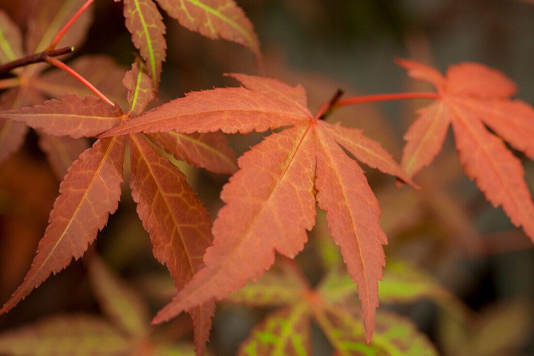 Acer palmatum Atropurpureum