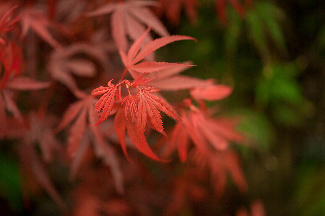 Acer palmatum 'Shaina'