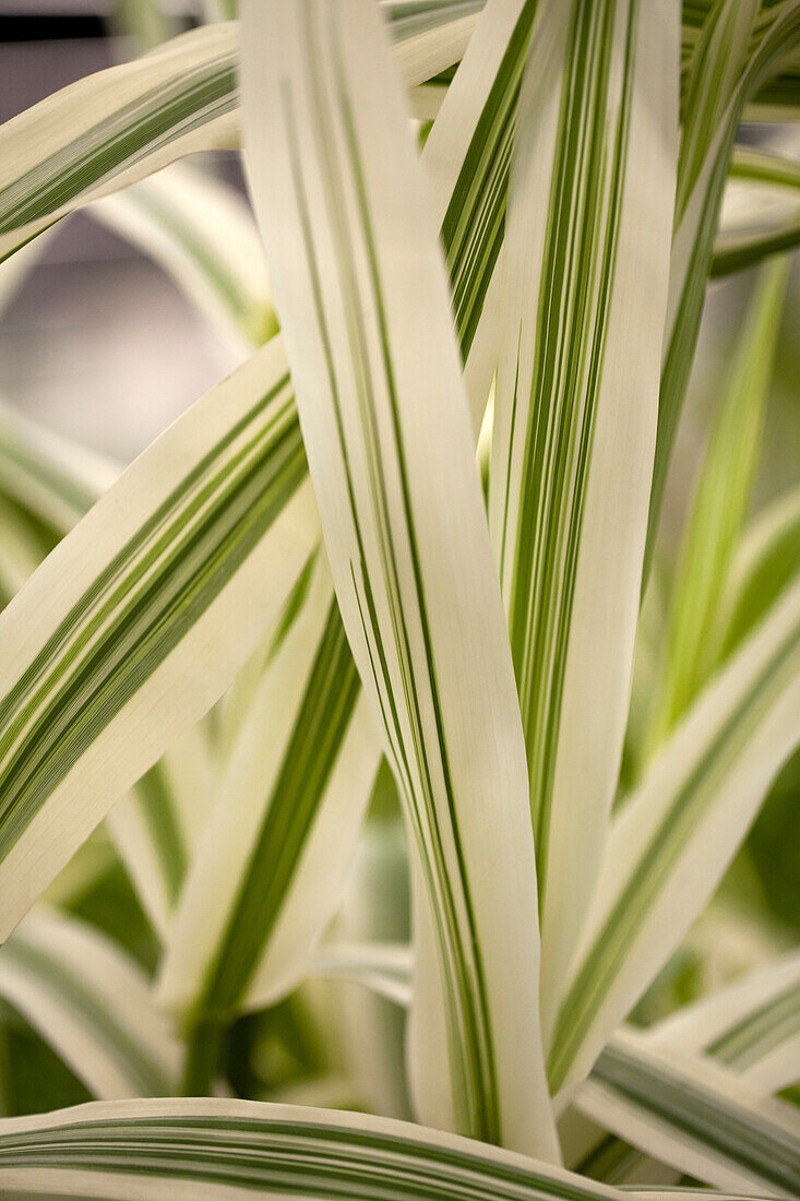 Arundo donax 'Variegata'