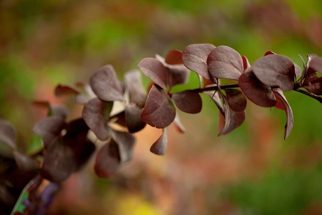 Berberis ottawensis 'Superba'