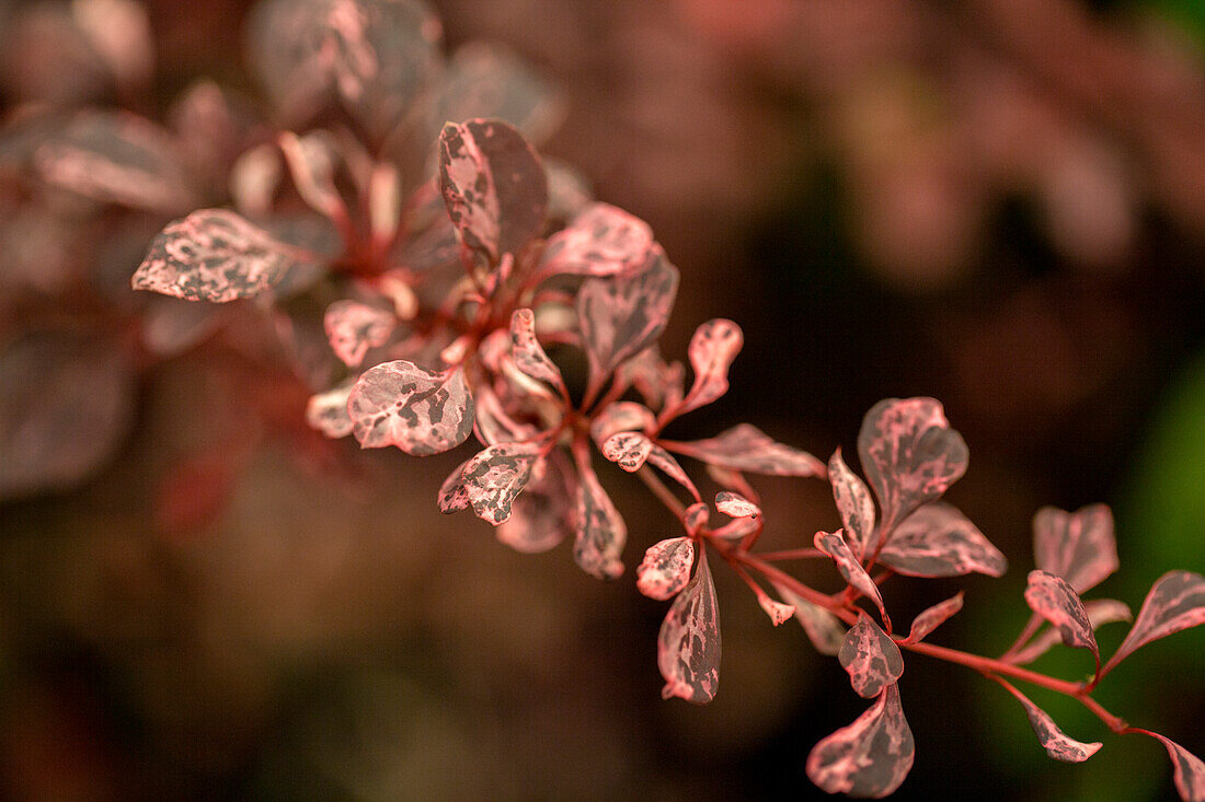 Berberis thunbergii 'Harlequin'