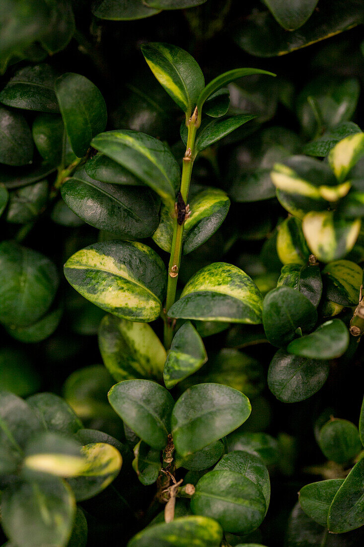 Buxus sempervirens 'Aurea'