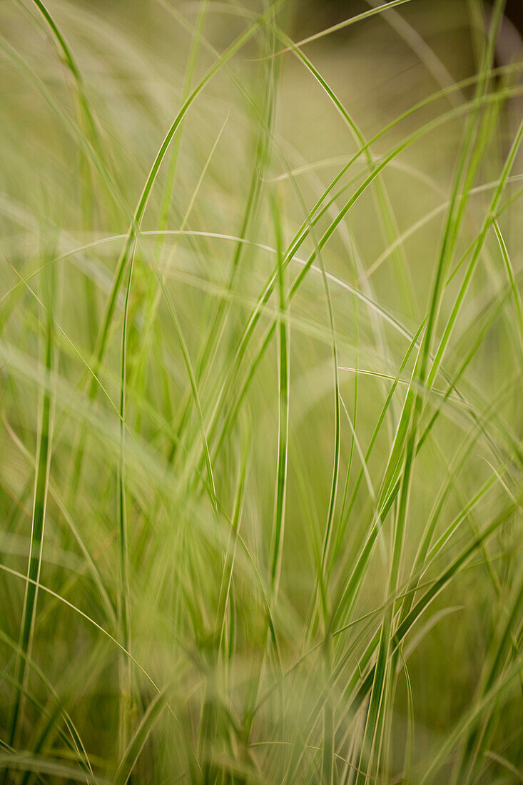 Carex brunnea 'Variegata'