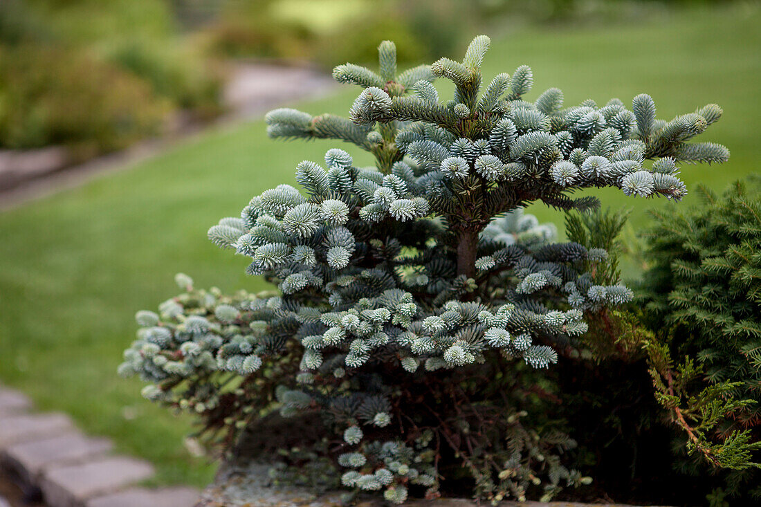 Abies pinsapo 'Glauca Compacta'