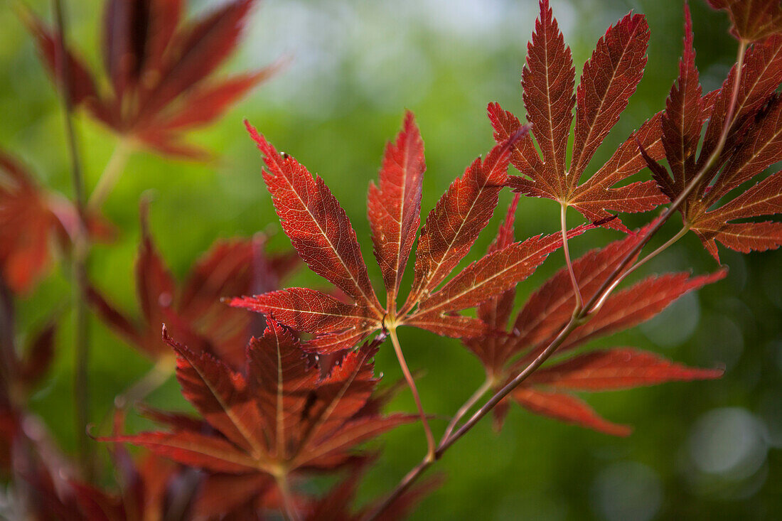 Acer palmatum 'Koriba' 