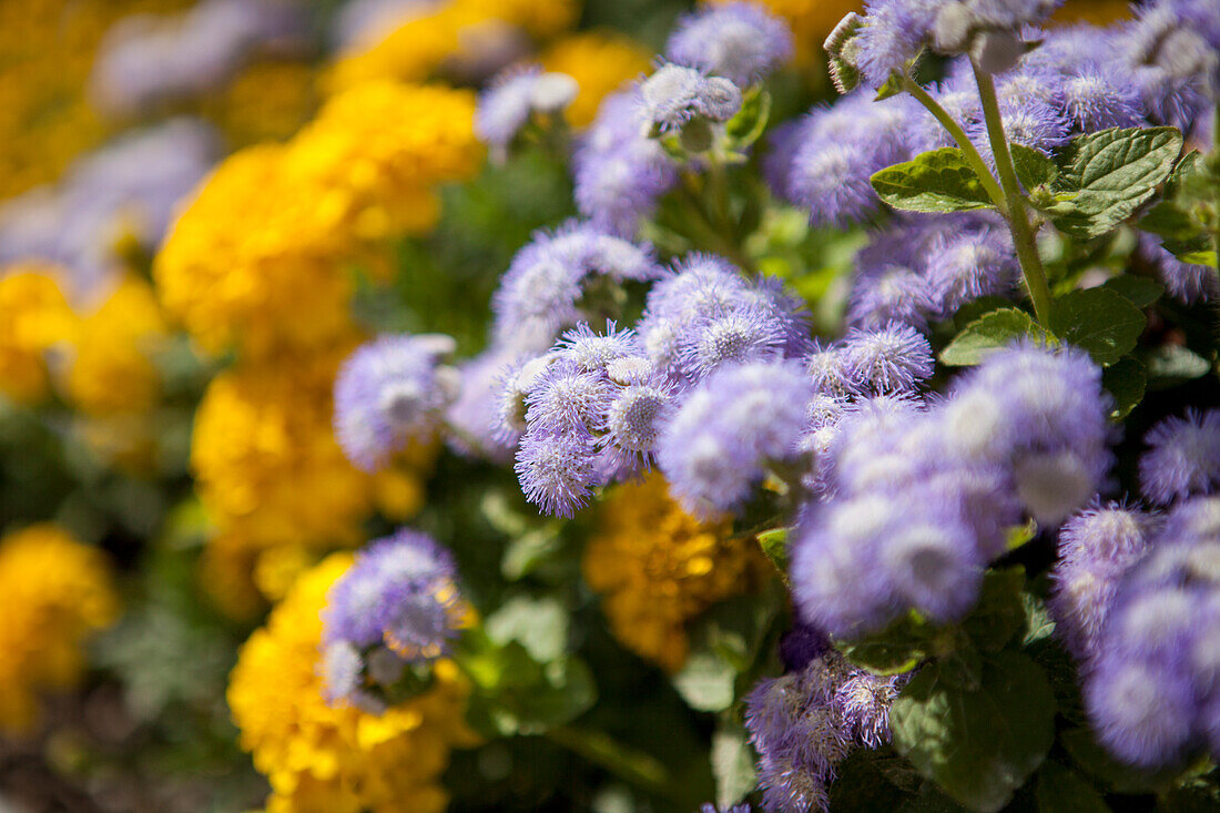 Ageratum houstonianum 'Ariella Power Bicolor'