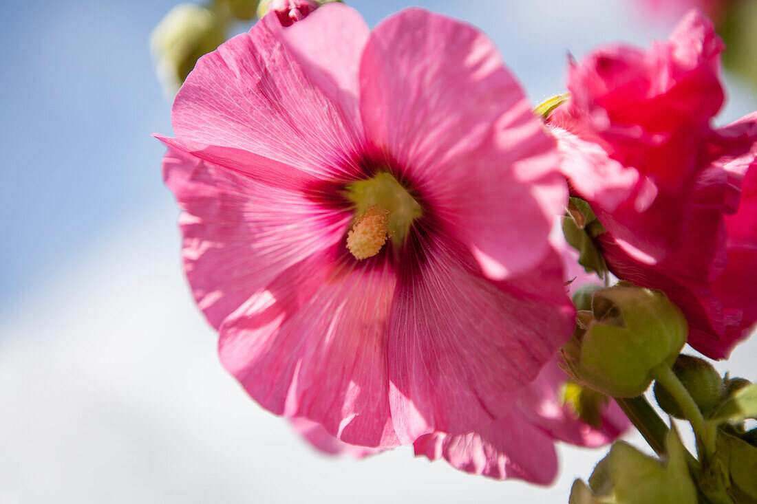 Alcea rosea, rosa