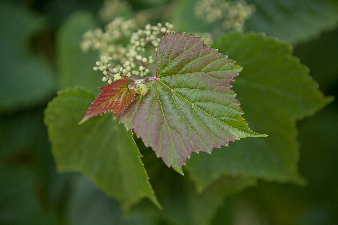 Ampelopsis brevipedunculata