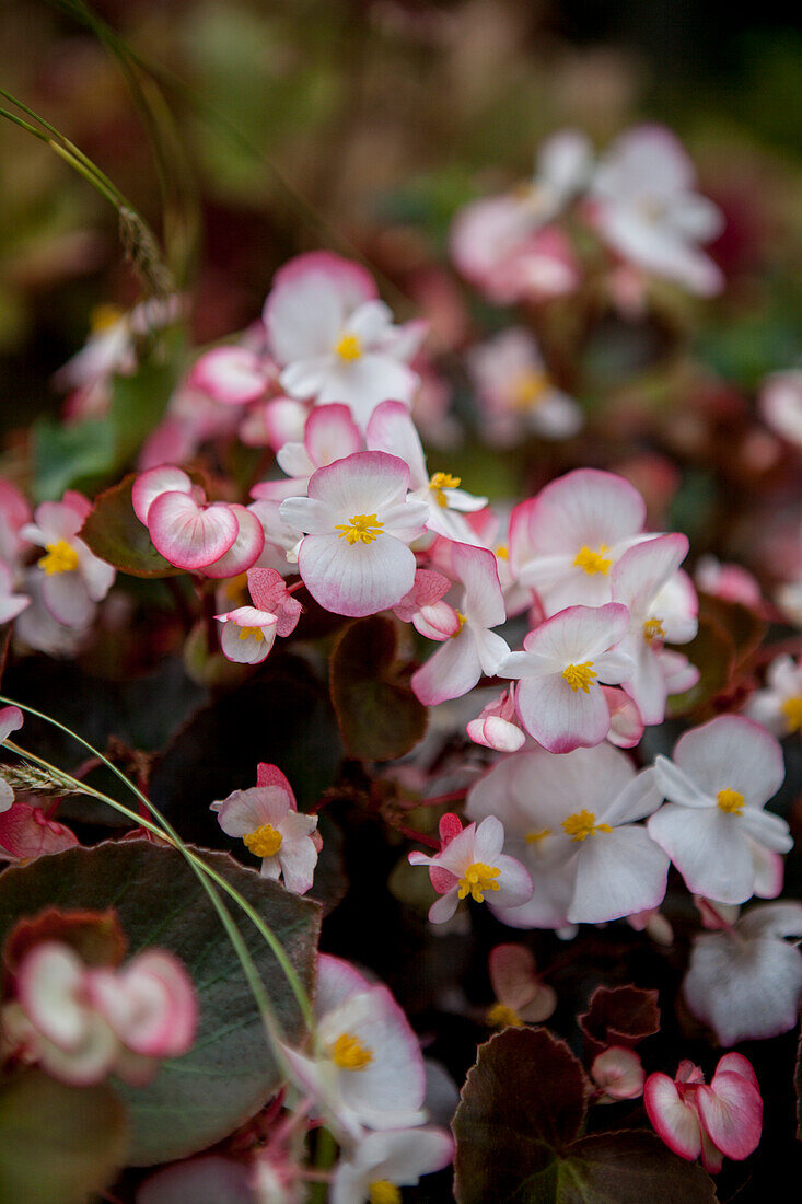 Begonia semperflorens 'Sprint Bicolor'