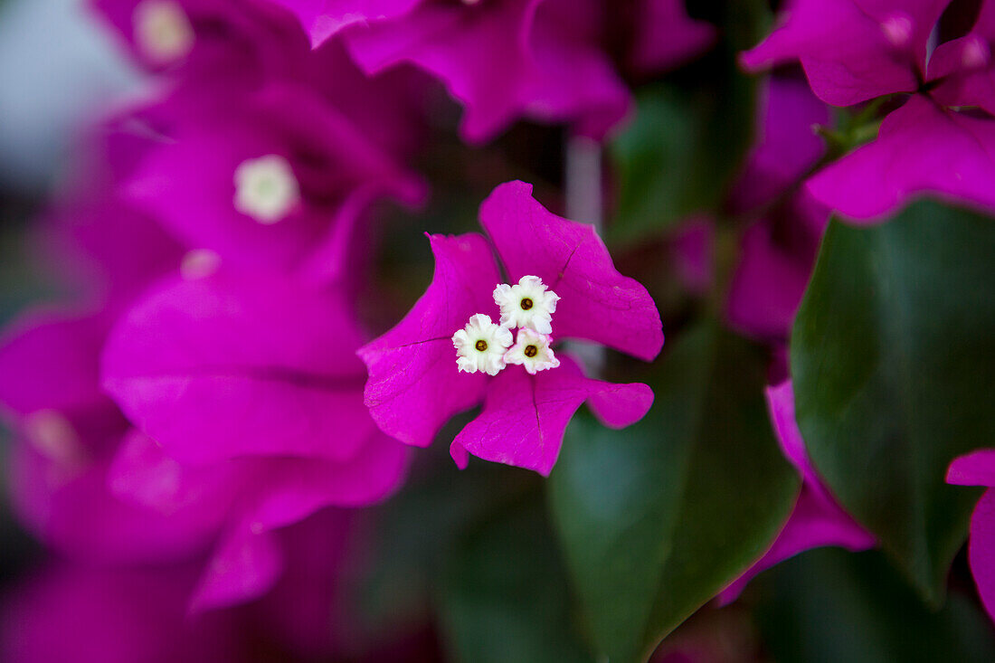 Bougainvillea