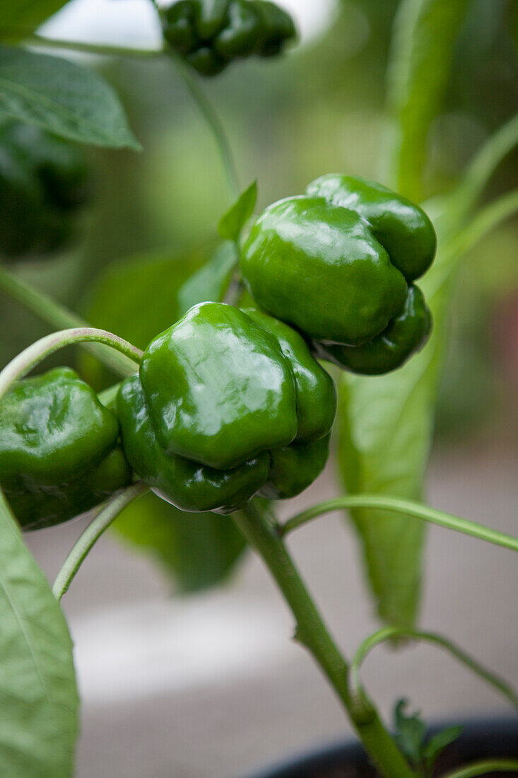 Capsicum annuum