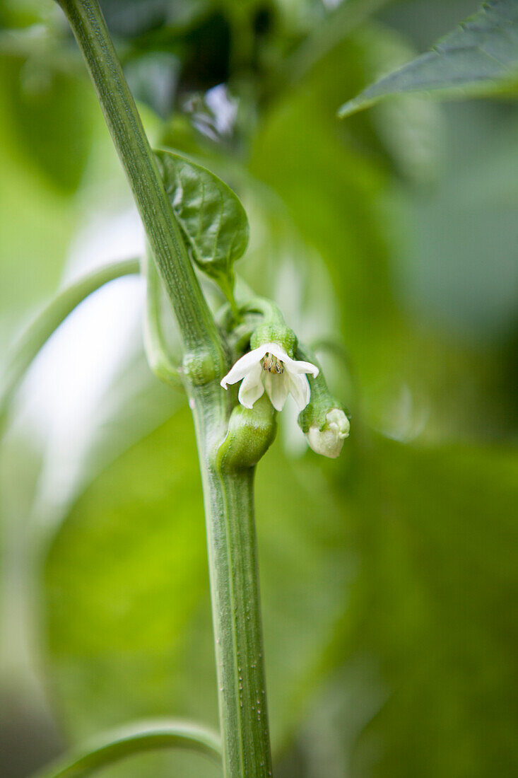 Capsicum annuum