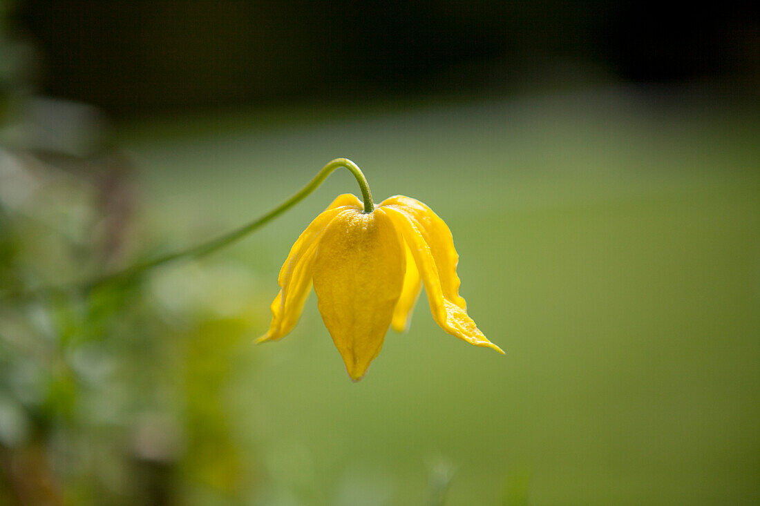 Clematis tangutica