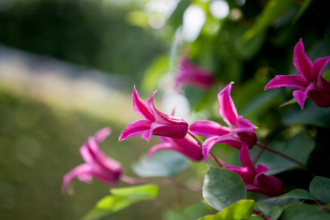 Clematis texensis 'Princess Diana'