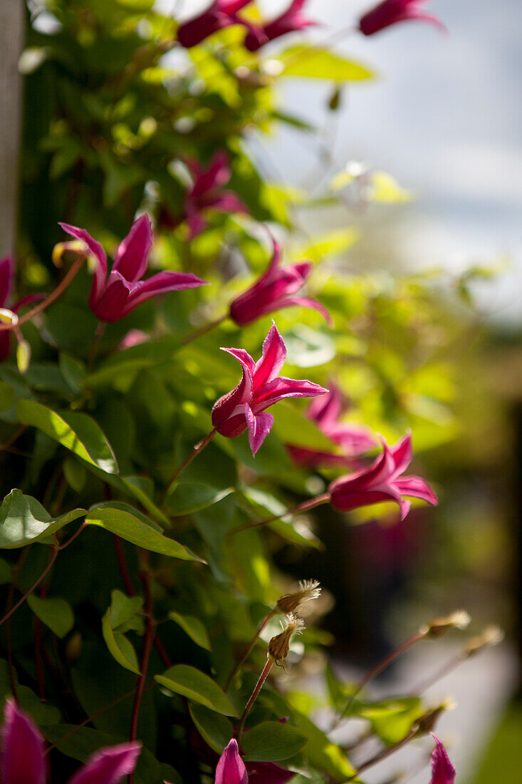 Clematis texensis 'Princess Diana'