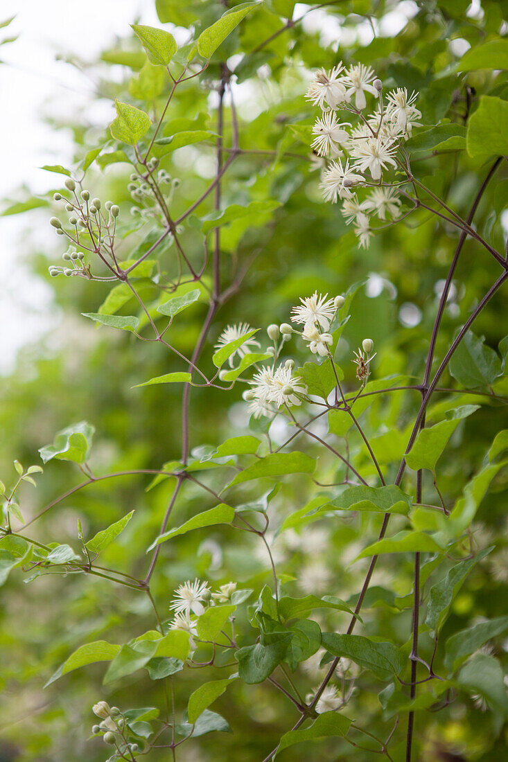 Clematis vitalba