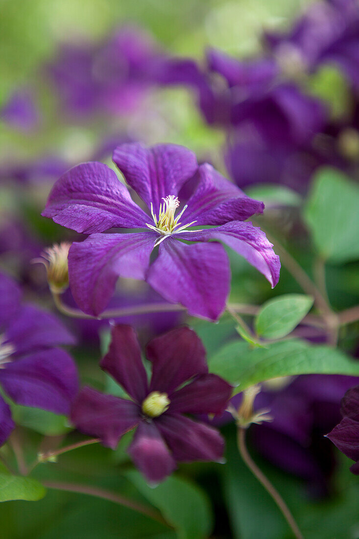 Clematis viticella 'Etoile Violette'