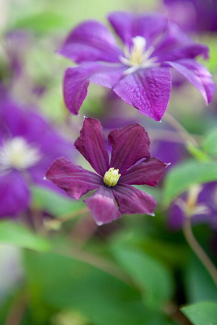 Clematis viticella 'Etoile Violette'