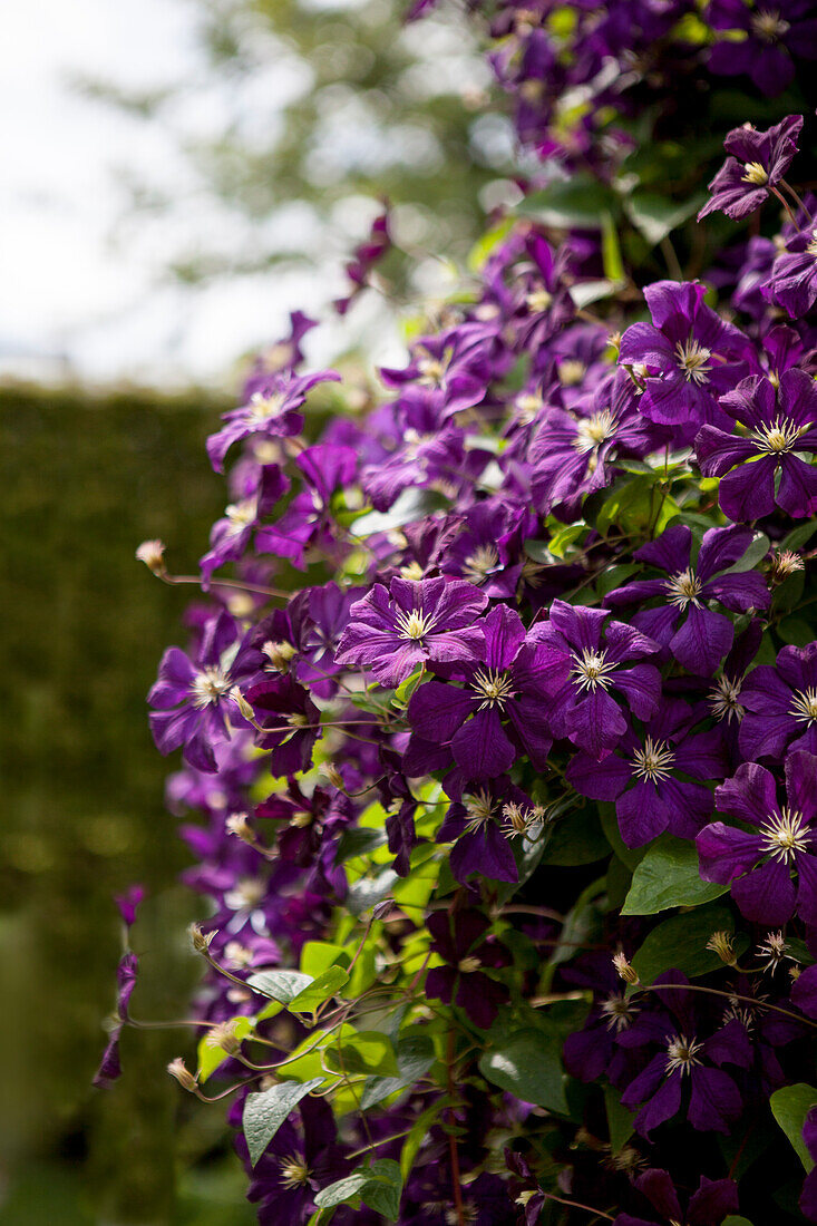 Clematis viticella Etoile Violette