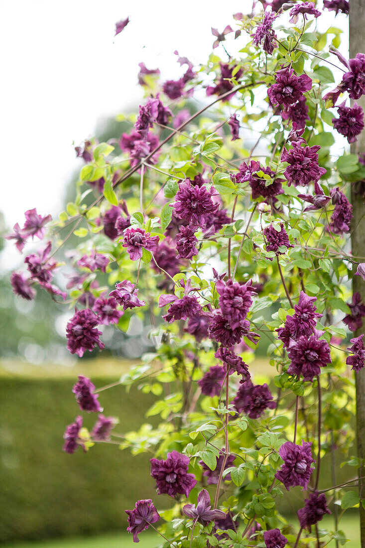 Clematis viticella 'Purpurea Plena Elegans'