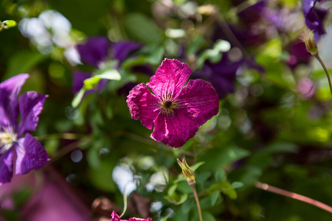 Clematis viticella 'Rubra'