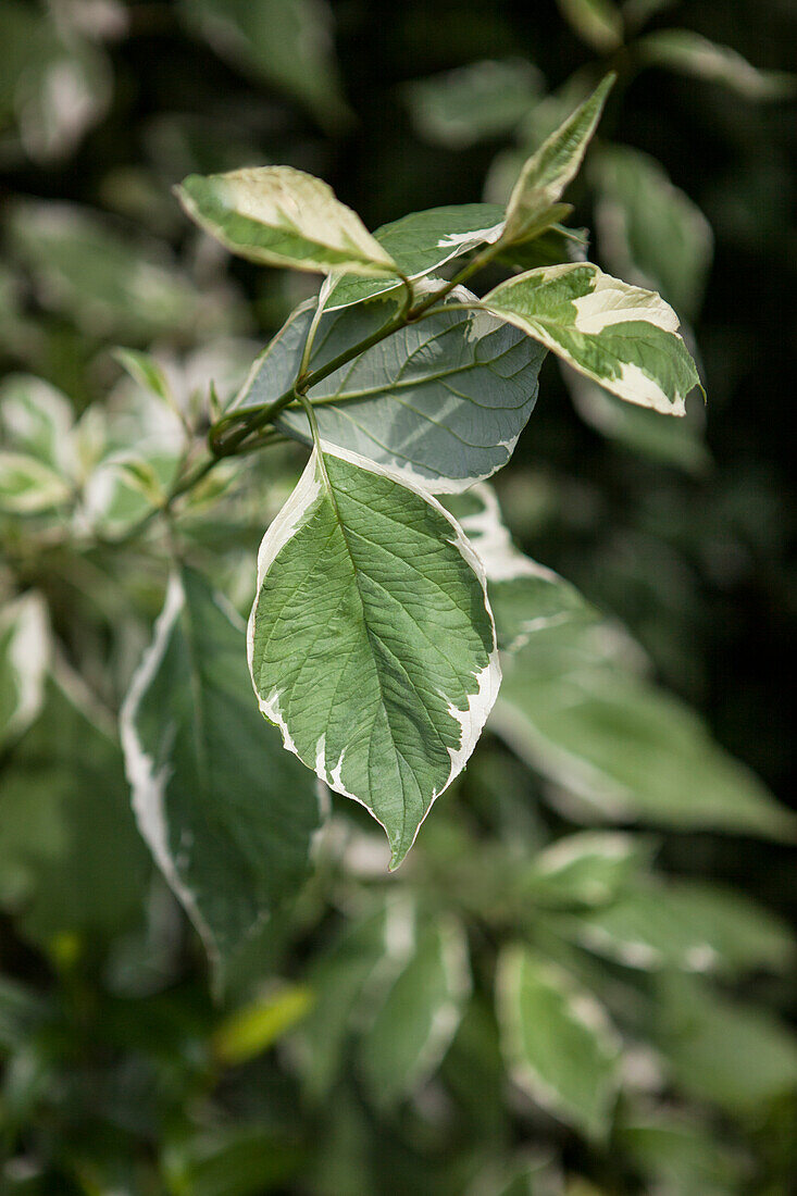 Cornus alba 'Elegantissima' (English)