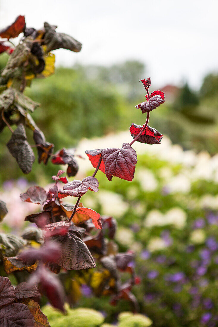 Corylus maxima 'Red Majestic'(s)