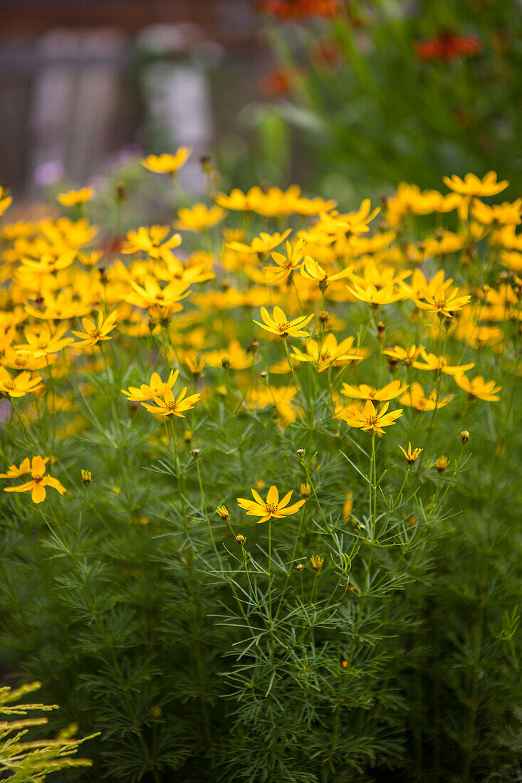 Coreopsis verticillata 'Zagreb'