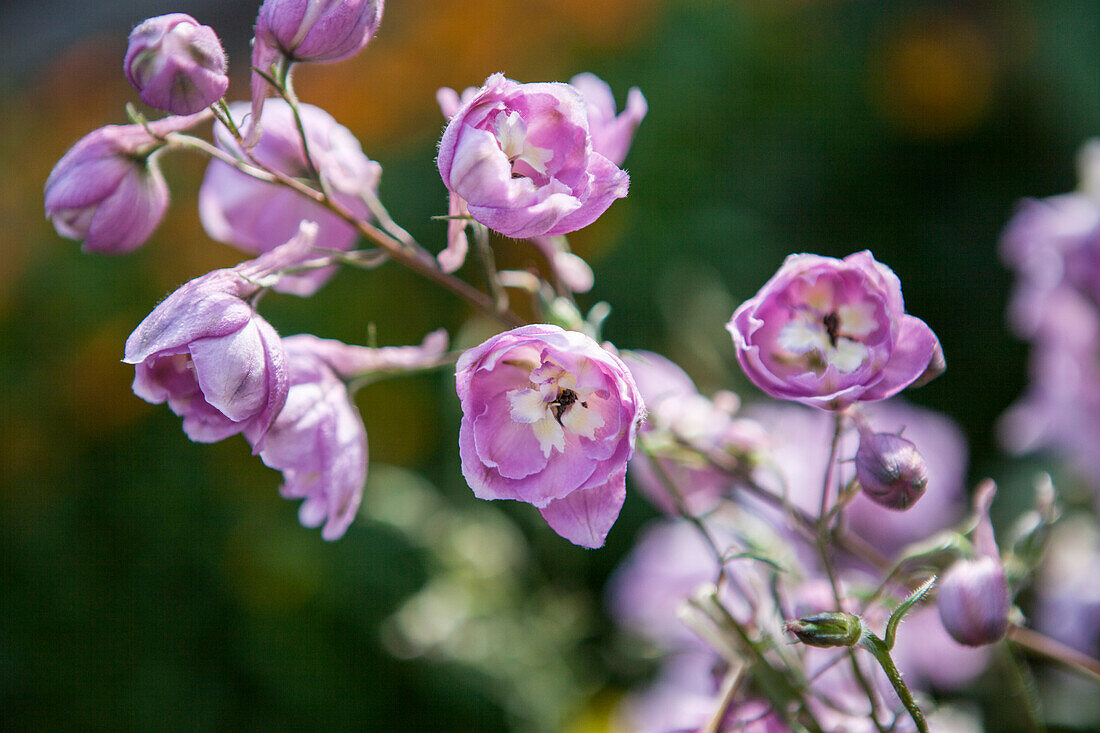 Delphinium