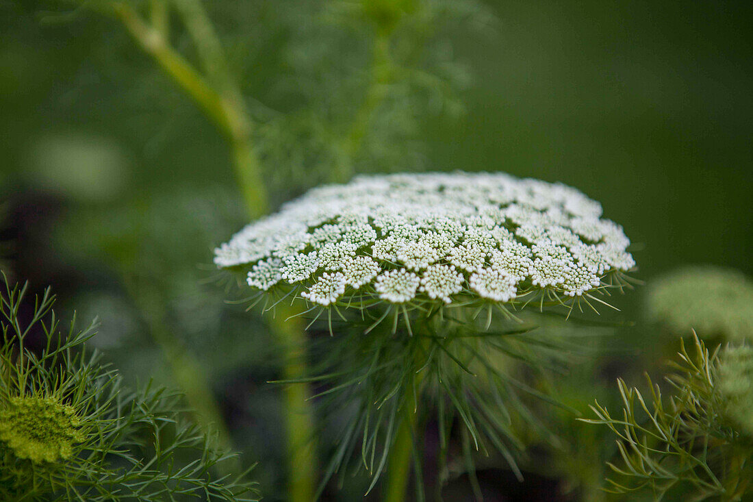 Foeniculum vulgare