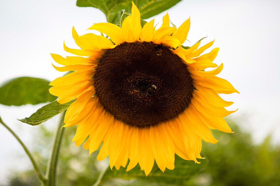 Helianthus annuus