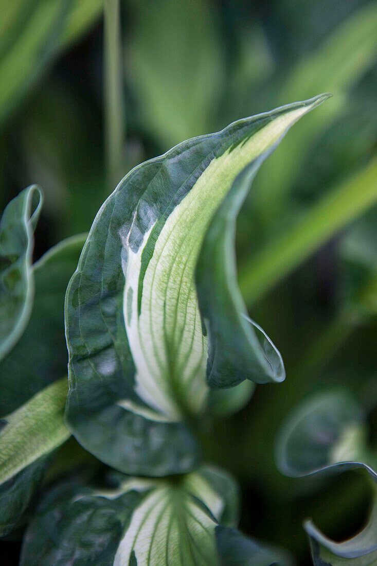 Hosta