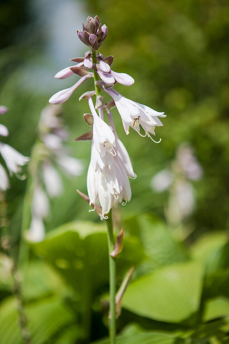 Hosta x fortunei 'Stenantha'