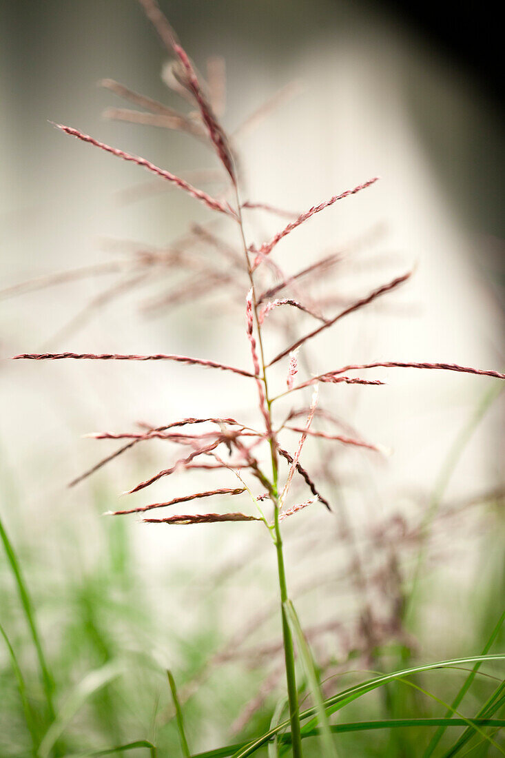 Miscanthus sinensis 'Ferner Osten'