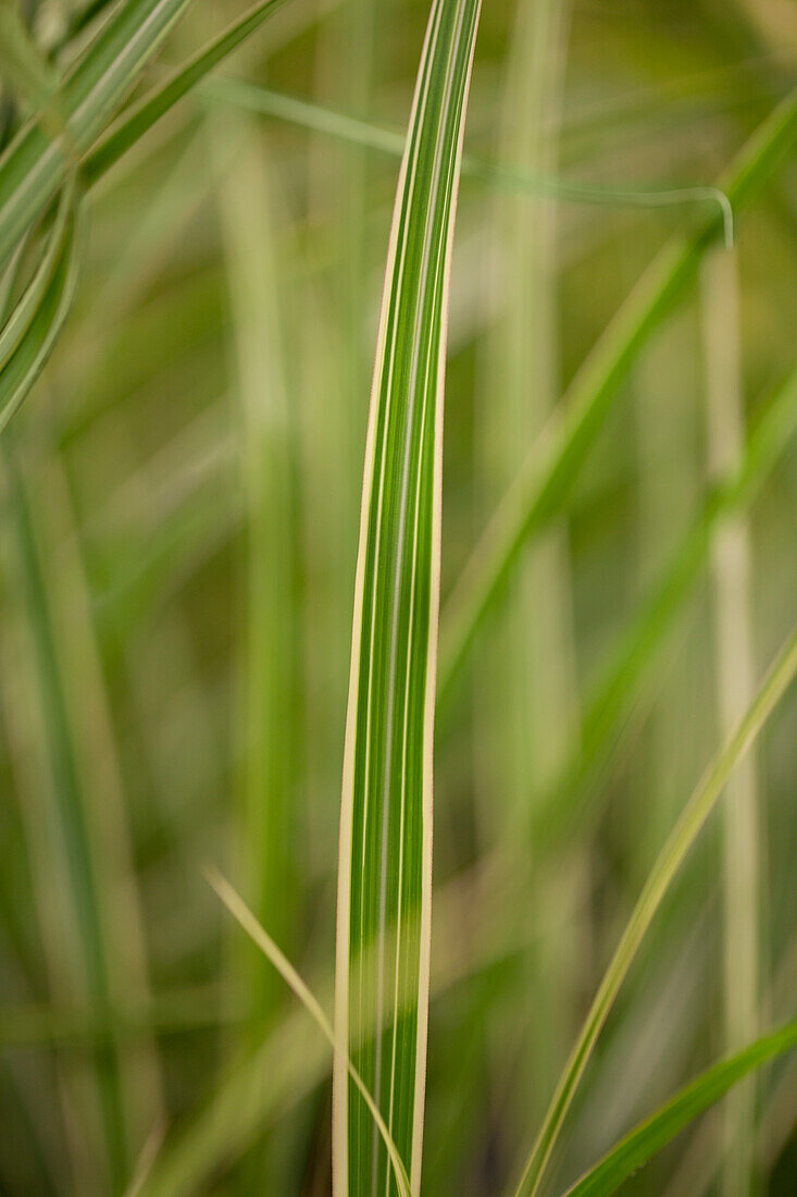 Miscanthus sinensis 'Variegatus'