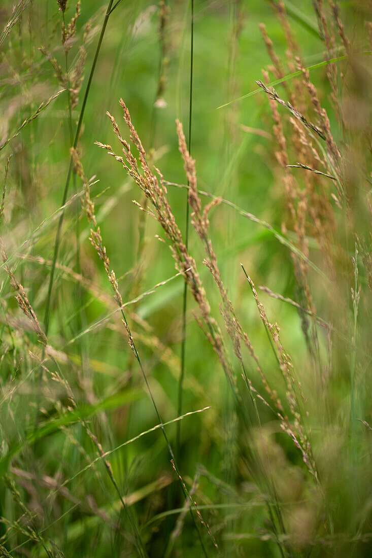 Molinia arundinacea 'Karl Foerster'