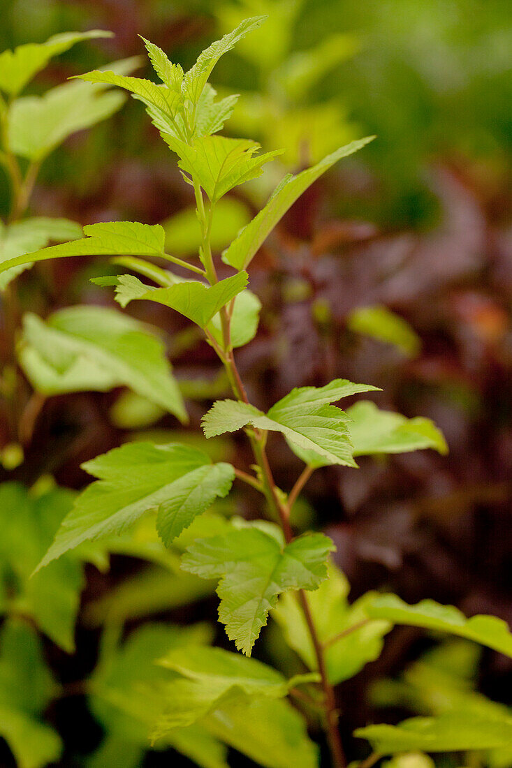 Physocarpus opulifolius 'Angel Gold'®