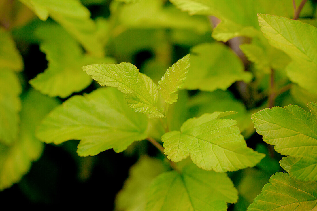 Physocarpus opulifolius 'Dart´s Gold'