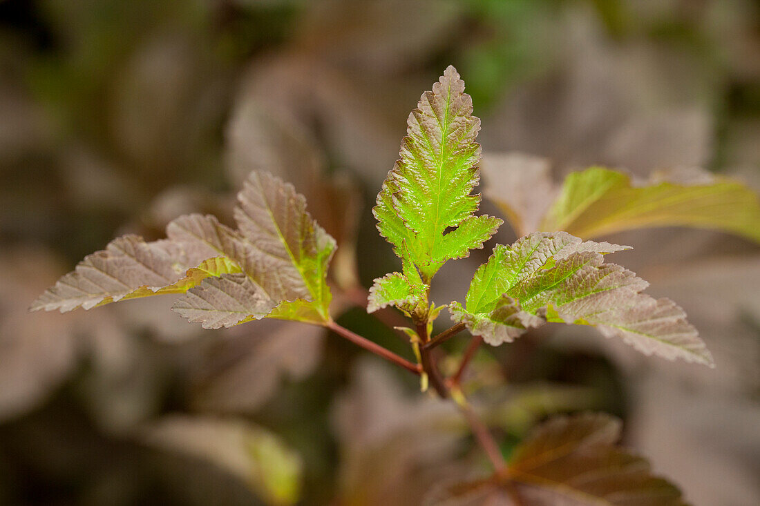 Physocarpus opulifolius 'Diabolo'®