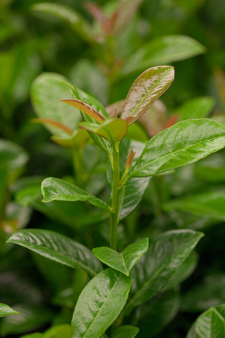 Prunus laurocerasus 'Ani'