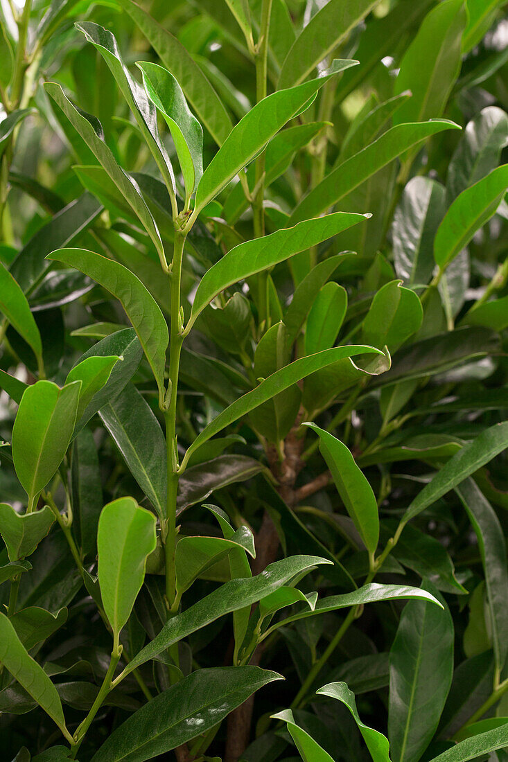 Prunus laurocerasus 'Reynvaanii', Finland