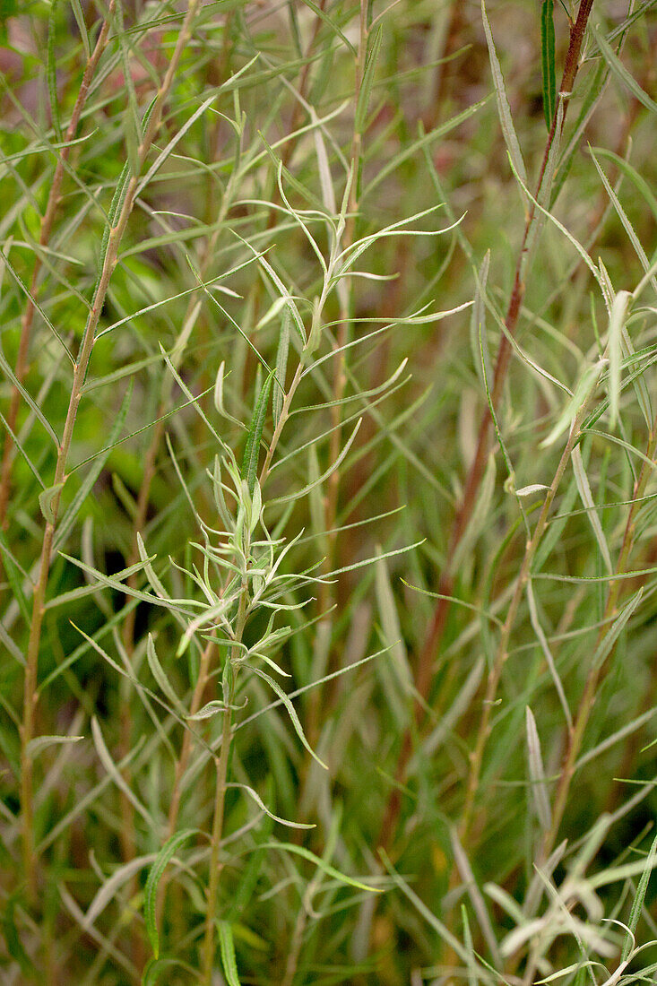 Salix rosmarinifolia