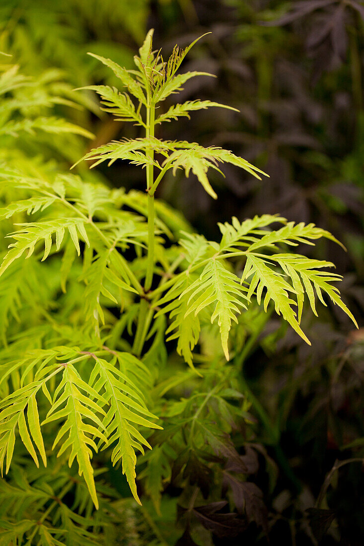 Sambucus racemosa 'Sutherland Gold'