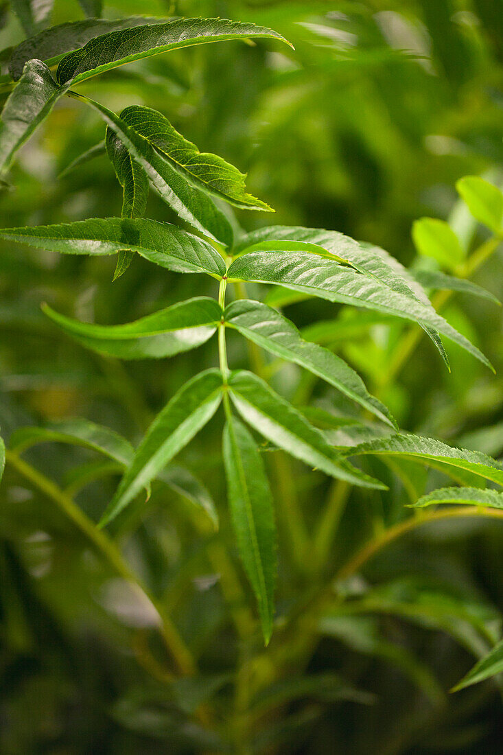 Sorbus aucuparia 'Ulong'