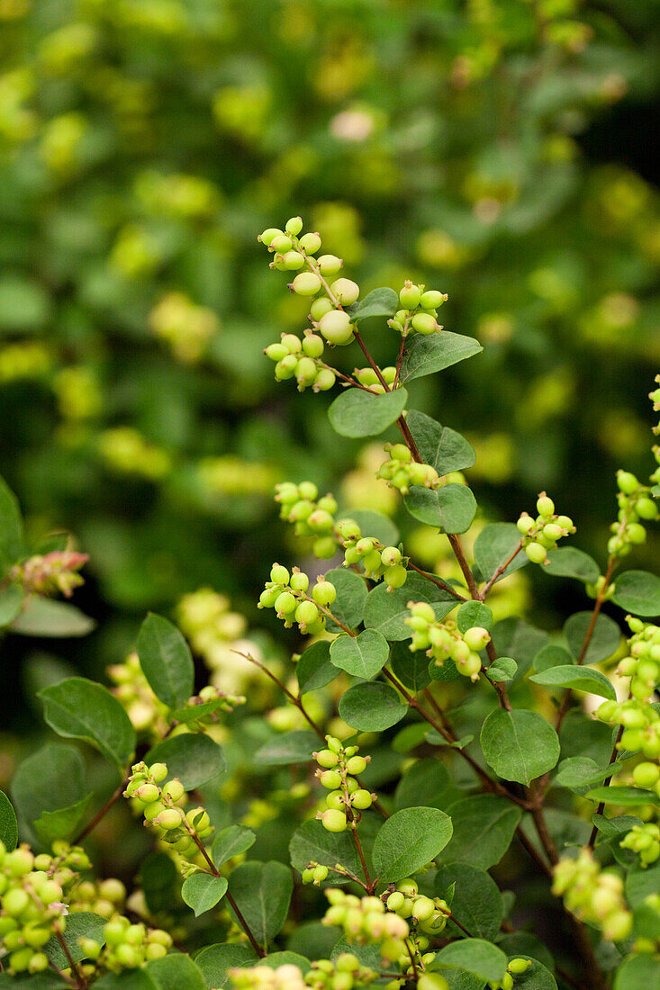 Symphoricarpos × doorenbosii 'Kolmgala' MAGICAL® GALAXY